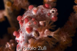 il cavalluccio,canon 450d+60 macro by Paolo Zulli 